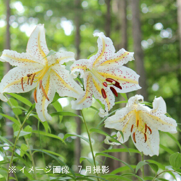楽天市場】ヤマユリ 球根(ガーデニング・農業|花・ガーデン 楽天市場】ヤマユリ 球根(ガーデニング・農業|花・ガーデン