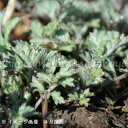 ヨモギ 9cmポット苗 数量割引あり/山菜苗/耐寒性多年草/蓬/※4/26葉が展開中