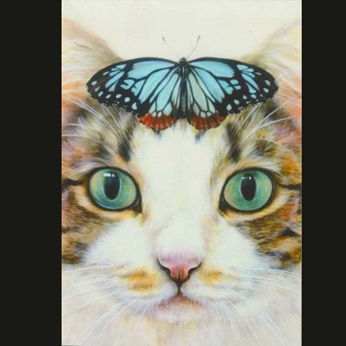 ochopi ポストカード 「あおい目(キジシロ)」 【同梱A】