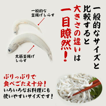 太筋 釜揚げしらす1Kg | しらす 釜揚げしらす ボリューム 大容量 シラス ご飯のお供 お取り寄せ おつまみ 酒の肴 ごはんのおとも ごはんのお供 食品 つまみ 取り寄せ グルメ ギフト プレゼント ご飯のおとも おにぎり 具 魚介類 家飲み お中元 御中元 敬老の日 ご飯 おかず