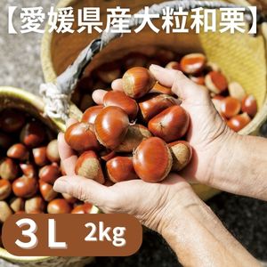 【予約品☆9月10日頃から順次発送】8月31日まで早期ご購入特典有り！愛媛県城川産の大粒生栗［3Lサイズ2kg入］クリ 和栗 奥伊予