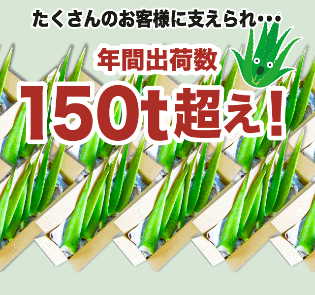 自宅で簡単栽培 アロエベラ 苗 2株 宮古島産 食べられる 観葉植物 有機 Jas 有機jas 沖縄 100 本物 宮古島 国産 アロエ ガーデニング 健康 サプリ 生活習慣 保湿 腸活 栽培 園芸 抗酸化 デトックス サボテン お肌を整える 美容 スッキリ ダイエット