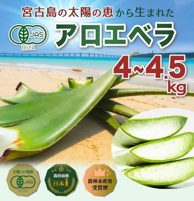 アロエベラ 食用 生葉 4～4.5kg 沖縄・宮古島産｜有機JAS オーガニック 国産アロエ 2