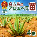 アロエベラ 苗 4株 沖縄 宮古島産｜有機JAS 観葉植物 ガーデニング 園芸