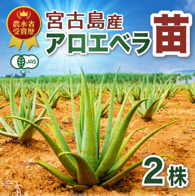 アロエベラ 苗 2株 沖縄・宮古島産｜有機JAS 観葉植物 ガーデニング 園芸