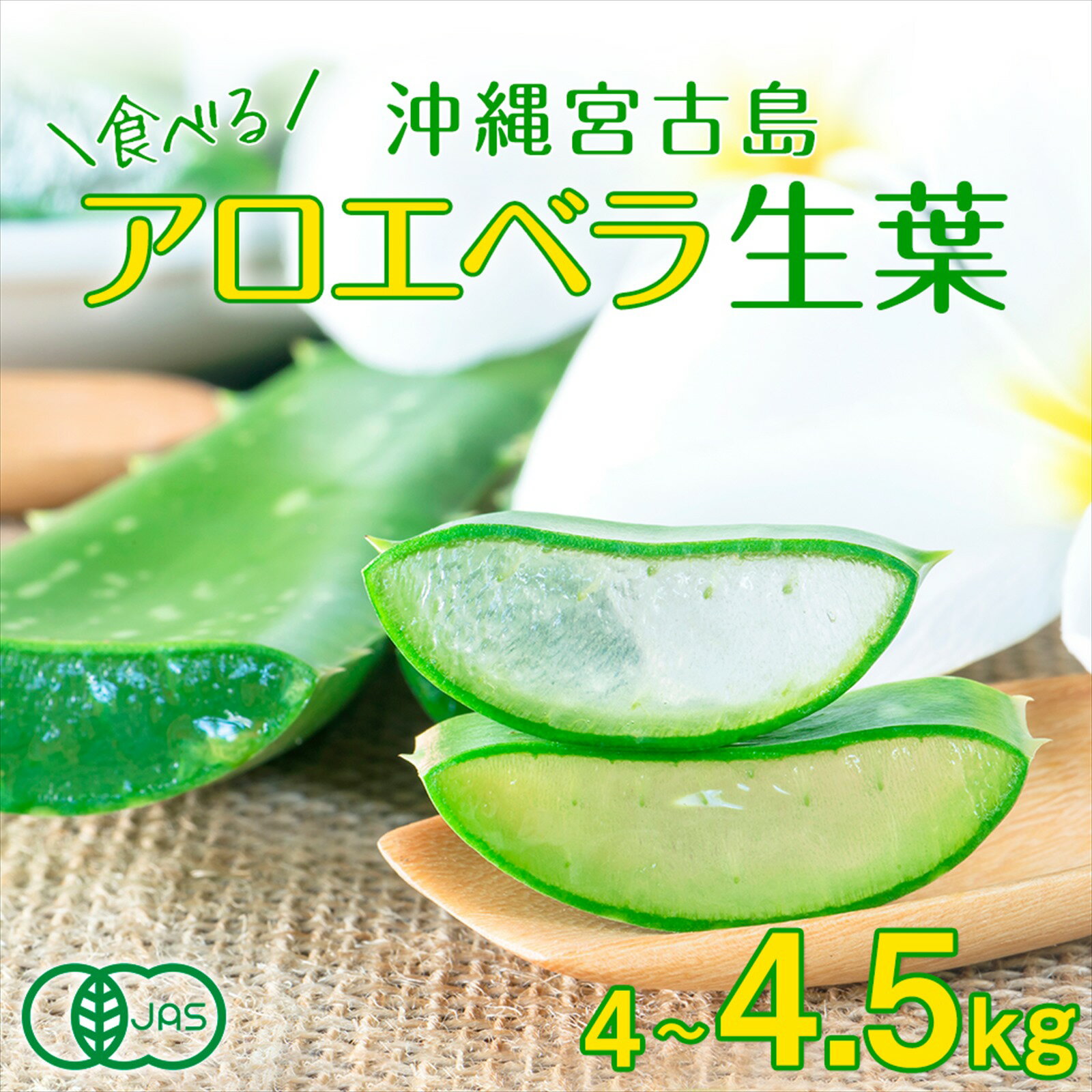 カルチョフィ・マンモーレ 約1Kg（約10個）毎週金曜日入荷/発送