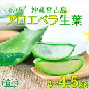 アロエベラ 食用 生葉 4~4.5kg 沖縄・宮古島産|有機JAS オーガニック 国産アロエ