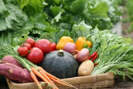 調味料 国産有機醤油 有機ドレッシング セット(しょうが とまと)[Y4-GT]【お得なセット！沖縄・離島・北海道送料別途800円】【調味料 ギフト gift】