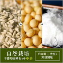 自然栽培 手作り味噌セット(中辛) 白米麹6kg〈容器なし〉（キャンセル不可）