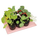 発芽・育苗器/園芸 ヒーターマット【保温 マット Mサイズ】...