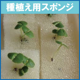 水耕栽培スポンジ