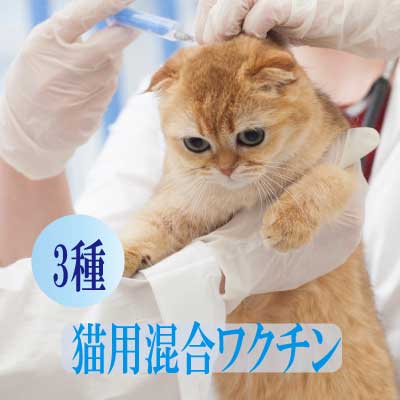 猫用3種混合ワクチン■足利市、佐野市、太田市、館林市にお住まいの方限定■往診診療がセットになったお得で便利な「往診3種混合ワクチン」！足利市、佐野市、太田市、館林市にお住いの飼い主さん！往診日をご予約下さい！