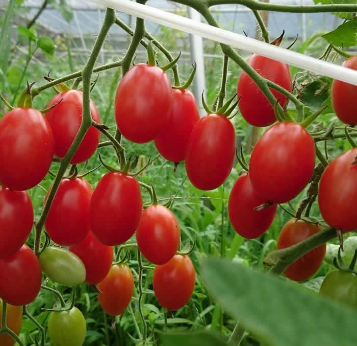 農薬不使用 化学肥料不使用 除草剤不使用 北海道・夕張川のアイコトマト 約2kg（ミックスサイズで100個前後）【ご家庭用多少のキズあり】トマトジュースや冷製パスタ、マリネなどにどうぞ。（平年発送7月下旬頃〜9月末頃まで）