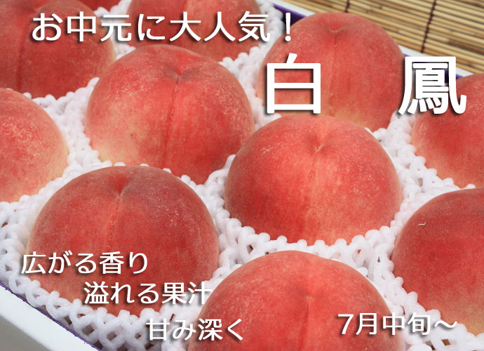 農薬9割削減の桃 和歌山 あら川の桃 減農薬栽培・無肥料(植物性のみ)・除草剤不使用 白鳳(最高級)大箱 約3.5kg前後 【発送時期:7月中旬頃〜7月下旬頃】※産地直送です