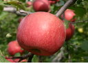 低農薬 有機肥料栽培 ご贈答用 りんご 特秀 ふじ 約3kg（約9〜10個）「夜間瀬の果物には勝てない！果物王国・長野では定評」【発送時期：11月〜12月上旬頃】