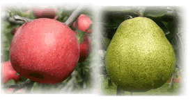 洋梨 りんご 長野県 産地直送 低農薬 有機肥料栽培 北志賀高原の清らかな ラフランス と サンふじ セット 約3kg（合計：約8〜11個）【発送時期：11月〜12月】