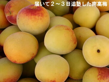 【2018年ご予約開始】無農薬有機認定オーガニック西吉野の梅 10kg【発送 6月中旬 〜 7月上旬】梅酒用青梅・南高梅を選べる