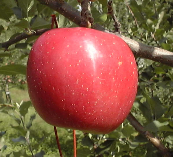 まるかじりできる 青森 津軽岩木山のリンゴ！減農薬、無袋栽培 弘前ふじ（ご家庭用）約5kg【発送時期：10月初旬頃〜10月中旬頃】のサムネイル
