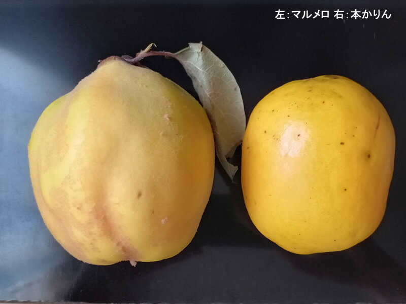 カリン まるめろ 花梨 産地直送 長野県産 家庭用 本かりん／マルメロ 約3kg 約8個〜10個前後 農薬 除草剤 防虫剤等の直接散布は行っておりません 夜間瀬の果物には勝てない 果物王国長野では定…