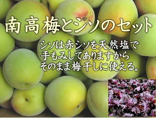 奈良県 西吉野の減農薬・有機肥料・堆肥栽培 南高梅 と 塩もみ赤紫蘇セット（南高梅 約5kg＋赤シソ 500g）【発送時期…