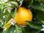 広島県 瀬戸田 国産 オレンジ 産地直送 バレンシアオレンジ 約3kg（約15〜20個）（品種シャムーティオレンジ）※ご家庭用です 【発送時期：4月中旬頃〜4月下旬頃】