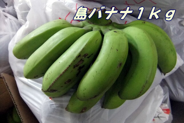 バナナだけどバナナではないバナナ 沖縄産 島バナナ 約5kg ※送料無料 産地直送です 【発送期間：7月〜10月中旬頃】※配達日ご指定不可【国産 稀少 フルーツ 果物 お取り寄せ】