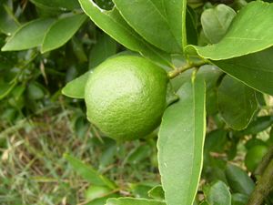 国産ライム 減農薬 有機肥料栽培 除草剤 防腐剤不使用 ノーワックス 瀬戸田のライム 約1kg（約14個前後）送料無料 産地直送 広島県 【発送時期：9月下旬頃〜10月上旬頃】