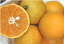 【産地直送】和歌山県 有田・山下さんの バレンシアオレンジ　約5kg（25〜35個前後入り）【発送時期：6月下旬頃〜7月末頃】※なくなり次第終了