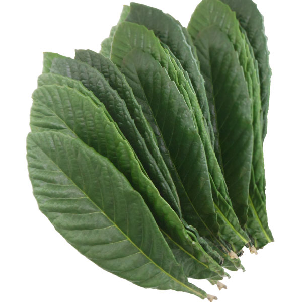 生ビワの葉（1束（約150g））【2個セット】【クール便発送につき同梱不可】【送料無料】