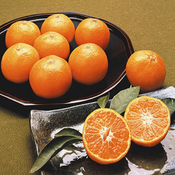 特別栽培 熊本温州みかん【直送につき代引・同梱不可】【健康フーズのおせち】（常温26）【ポイント5倍11月30日まで】(4)