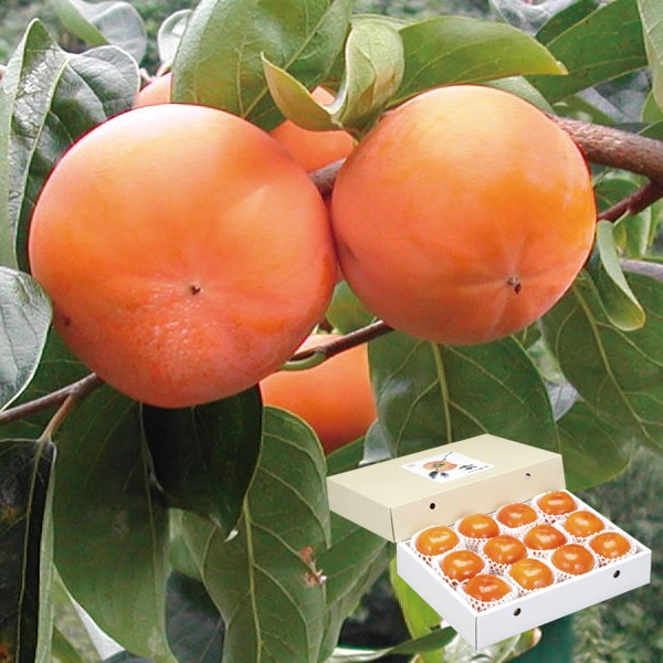 富有柿（2L×12玉）【パンドラファーム】【直送につき代引・同梱不可】【創健社のウインターギフト】【..