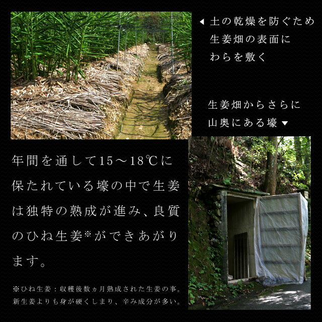 \リニューアル!/高知県産生姜100%使用生姜パウダー70gGINGERPOWDERショウガオール増量ジンジャーしょうが生姜国産生姜粉末乾燥生姜ウルトラ生姜手軽蒸し生姜蒸しショウガ生姜マイスター秘伝スーパー生姜しょうが粉末生姜湯自然の館