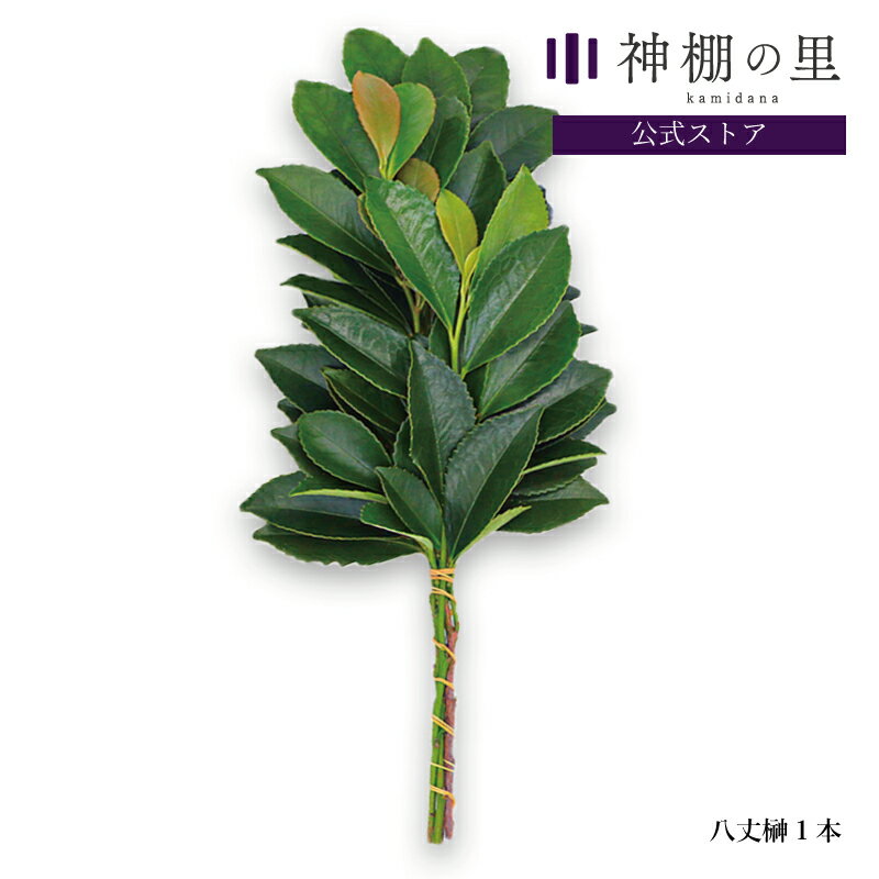 【マラソン限定ポイント5倍】 神棚 榊 生榊 八丈榊 1本 サカキ さかき 送料無料