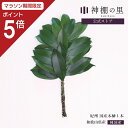 【マラソン限定ポイント5倍】 神棚 榊 生榊 紀州国産本榊 1本 和歌山県産 サカキ さかき 送料無料