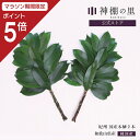 【マラソン限定ポイント5倍】 神棚 榊 生榊 紀州国産本榊 2本 和歌山県産 サカキ さかき 送料無料