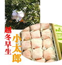 愛媛県産 バイヤーが選んだ美味しいもん 「越冬早生 小太郎みかん」1箱15玉