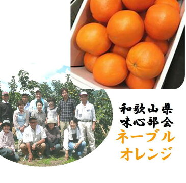 「産地直送！！」和歌山県紀の川市味心部会こ　ノーワックス　ネーブルオレンジ　家庭用　1箱2.5kg　※表皮に傷があります。