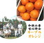 「産地直送！！」和歌山県紀の川市味心部会　ノーワックス　ネーブルオレンジ　1箱4.5kg　