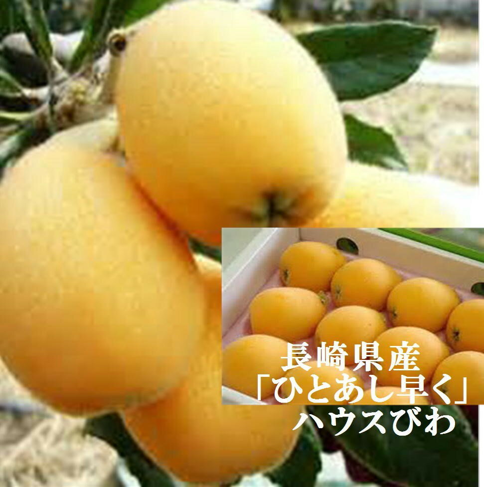 進物用！！長崎県産　ハウス栽培　びわ　L〜2L寸　1箱400g（9〜12玉）※商品仕様の個数は長崎早生種のL寸の個数です。