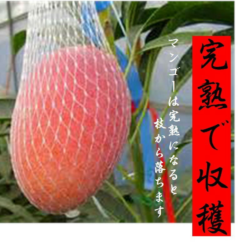 大玉セット！！ニュージーランド産「ゼスプリ」ゴールドキウイ（1kg　5〜8玉）＆宮崎県産　完熟マンゴーL寸2玉　ご進物用