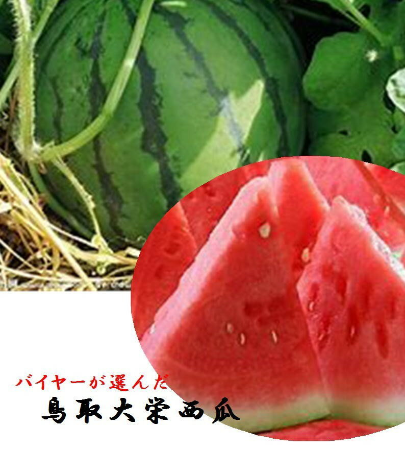鳥取県産　バイヤーが選んだ大栄西瓜　※果肉の詰まった「秀」等級でお送りいたしま...