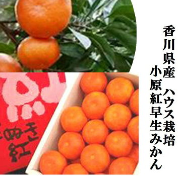 「希少品種」香川県産　果皮が赤く袋が薄い小原紅早生ハウスみかん(糖度12度以上）　お試し1箱1.2kg（L〜2S寸　10〜15玉）※箱のデザインは変わる場合がございます。ノーワックスです。商品画像は2.5kgの詰め合わせです・