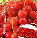 「バイヤーが選んだ美味しいもん!!」山形県産 紅秀峰 (L~2L混合)