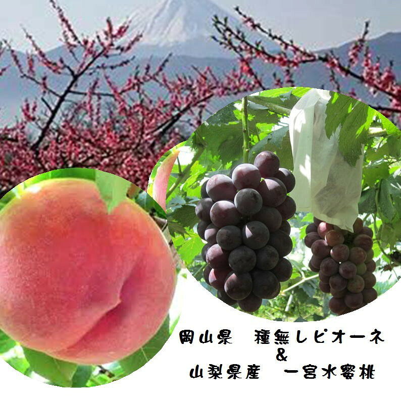 この商品は 山梨県一宮　これが本当の「一宮　水蜜桃」4玉＆岡山県　ち密な肉質・豊富な果汁「種無しピオーネ」1房　1箱（1.8kg） ポイント正真正銘の水蜜　品種名は「一宮水蜜」昔ながらの愛された桃。期間限定の名品です。岡山県が誇る種無しピオーネのセット！！ あまくて　おいしくて　くせになるのです 近年糖度の高い桃を水蜜と呼ぶ業者さんが多くなっております。実は「一宮水蜜」という品種がちゃんと存在しているのです。しかも山梨県笛吹一宮町で栽培されている「一宮水蜜」が本家本元です。ぜひ召し上がっていただきたい美味しい桃です。 ショップからのメッセージ ありがとうございます。食　くらしの中西です。当店は「おいしいものをお買い得に」をモットーにご提供しております。皆様のご協力やご支援あっての当店です。至らぬ点は御座いますがどうかよろしくお願いいたします。 納期について 2026年8月上旬よりお届けいたします4