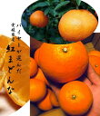 送料無料!!(愛媛ブランド)愛媛県産 バイヤーが選んだ美味し...