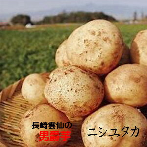 新物は九州産がうまい！！長崎県雲仙　男爵芋「ニシユタカ」M〜2L寸　1箱4kg