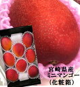 リーズナブルな完熟マンゴー！！宮崎県産　ミニマンゴー(食べきりサイズ）（800g　5〜8粒）化粧箱入※品質保護のためクッション等で保護してご配送いたします。 その1