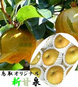 鳥取県産　鳥取県オリジナル　さわやかで濃厚な甘みと豊富な果汁のバイヤーが選んだ美味しいもん「新甘泉梨」進物用お試しセット　1箱1.2kg（3〜4玉）※簡易箱・簡易包装でのお届けとなります。