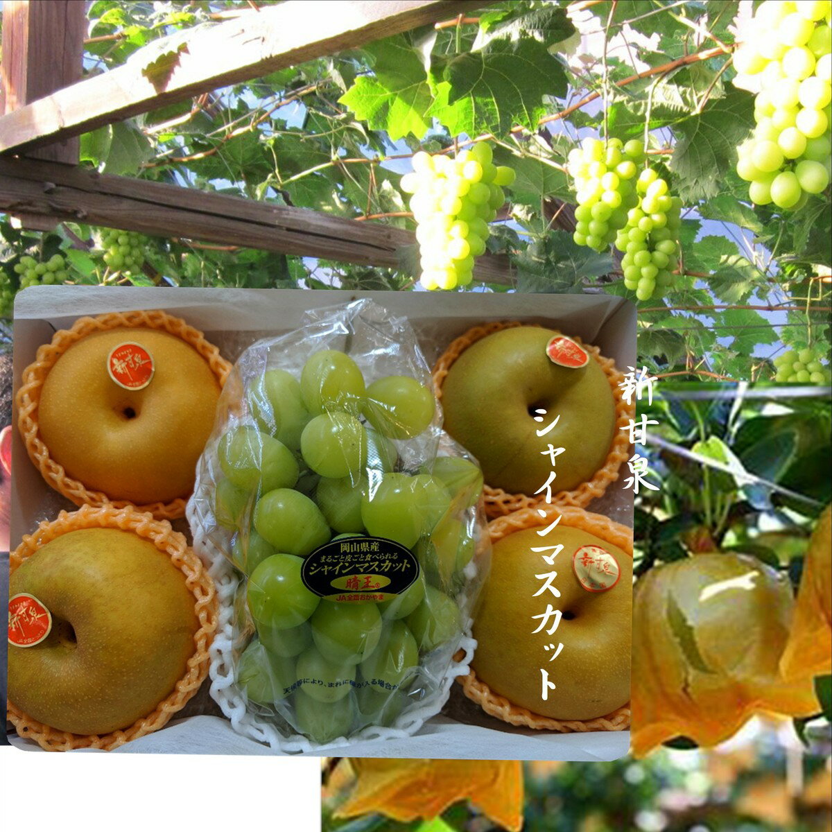鳥取県産 鳥取県オリジナル「新甘泉梨」と岡山県産 「シャインマスカット」※新甘泉4玉(1玉当たり300g以上)シャインマスカット(1房500g以上)
