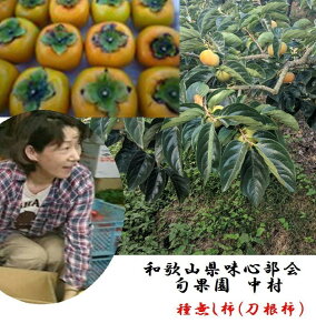 和歌山県産紀の川市味心部会 中村農園 作 「やわらかくなるとよりおいしい」味心種無し柿 L〜3L寸 お試し1.5kg(5〜8玉)